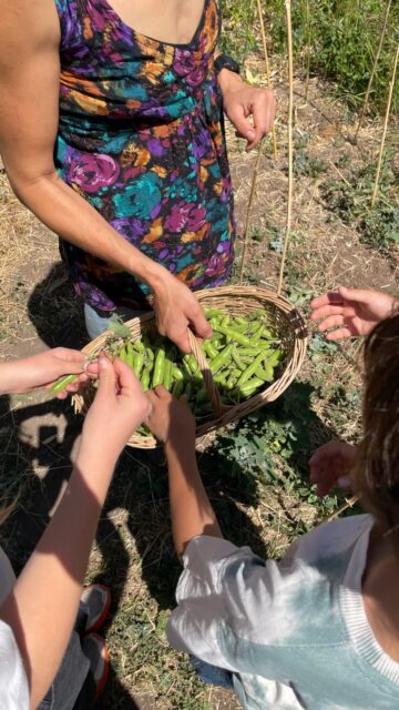 🌱 La huerta: aprender con las manos, la tierra y la naturaleza 🌿
En nuestra escuela, la huerta es mucho más que sembrar y cosechar. Es un espacio donde niños y niñas pueden conectar con los ciclos de la naturaleza, observar los cambios de las estaciones, aprender sobre el cuidado de la tierra y vivir procesos que nos enseñan paciencia, responsabilidad y respeto por nuestro entorno. 🌻🥕🌱
Queremos agradecerle a Carolina Morales, nuestra profesora encargada de la asignatura de Huerta, quien acompaña a los niños y niñas en este hermoso camino de aprendizaje y conexión con la naturaleza. 💚
✨ ¿Te gustaría conocer nuestra escuela y descubrir cómo vivimos estos aprendizajes?
📅 Te esperamos en nuestras visitas guiadas este 29 de agosto.
Si quieres participar, pide el formulario por interno y reserva tu visita.
¡Nos encantará recibirte y mostrarte nuestra escuela! 🌿✨