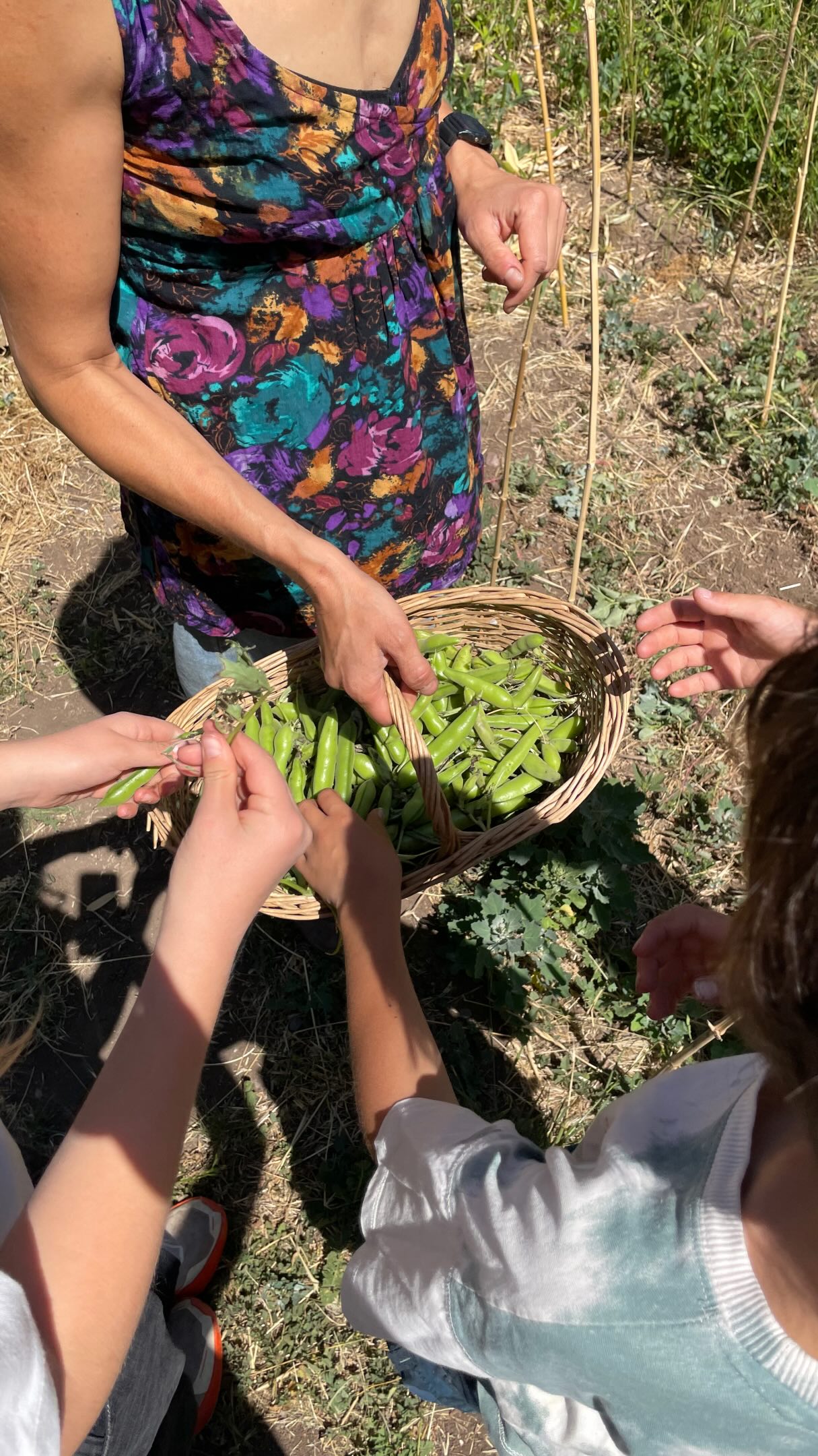 🌱 La huerta: aprender con las manos, la tierra y la naturaleza 🌿
En nuestra escuela, la huerta es mucho más que sembrar y cosechar. Es un espacio donde niños y niñas pueden conectar con los ciclos de la naturaleza, observar los cambios de las estaciones, aprender sobre el cuidado de la tierra y vivir procesos que nos enseñan paciencia, responsabilidad y respeto por nuestro entorno. 🌻🥕🌱
Queremos agradecerle a Carolina Morales, nuestra profesora encargada de la asignatura de Huerta, quien acompaña a los niños y niñas en este hermoso camino de aprendizaje y conexión con la naturaleza. 💚
✨ ¿Te gustaría conocer nuestra escuela y descubrir cómo vivimos estos aprendizajes?
📅 Te esperamos en nuestras visitas guiadas este 29 de agosto.
Si quieres participar, pide el formulario por interno y reserva tu visita.
¡Nos encantará recibirte y mostrarte nuestra escuela! 🌿✨